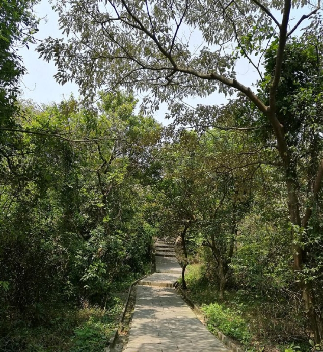 廣東南沙黃山魯森林公園(南沙區黃山魯森林公園)