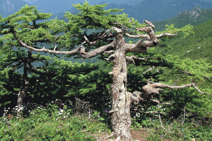 華山松太白山個體34