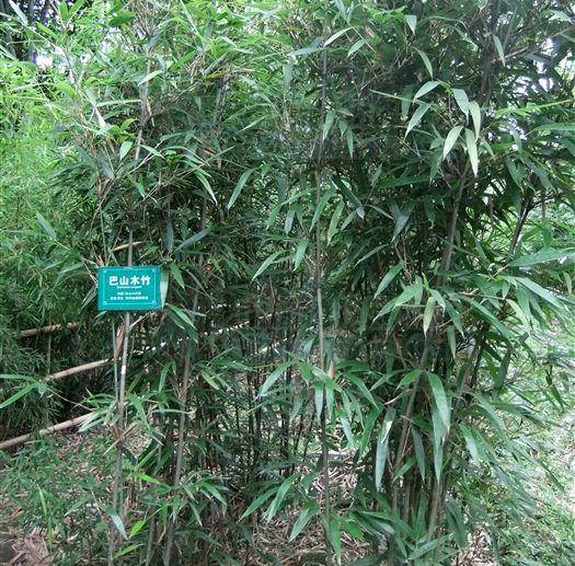 黃山庫-巴山木竹