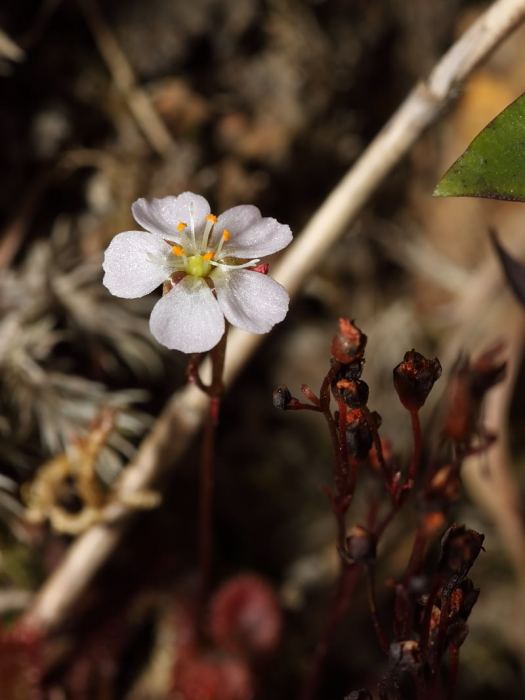 長柱茅膏菜