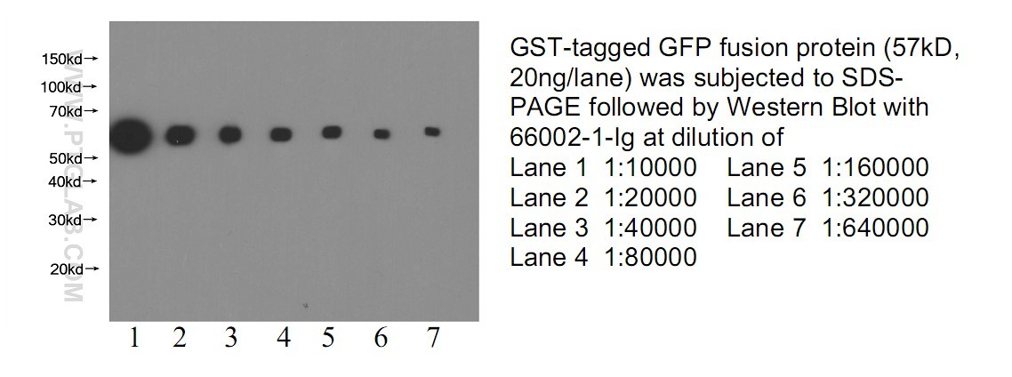 Proteintech公司GFP單抗WB結果