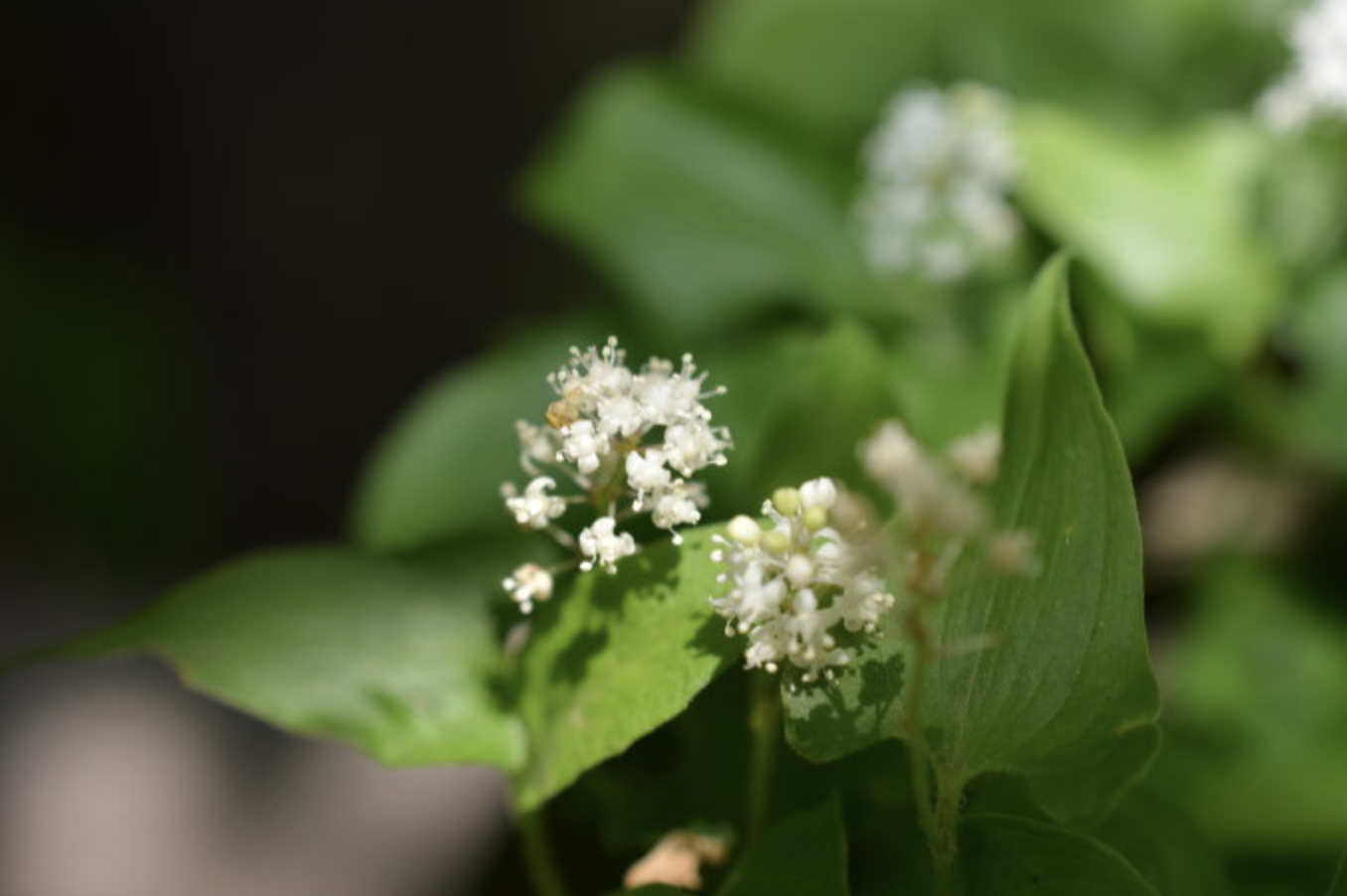 舞鶴草屬