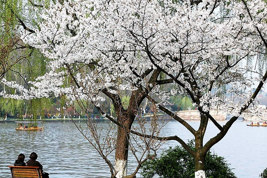 白花林景區