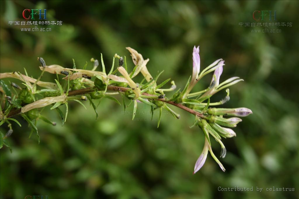 狹葉山梗菜