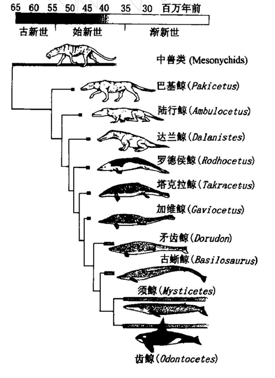 魚類的發展