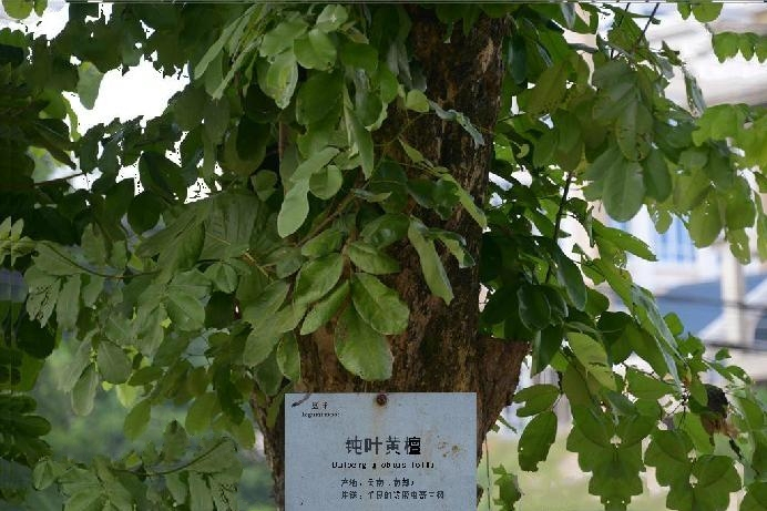 鈍葉黃檀雲縣家系16號