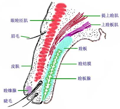 瞼板腺位置