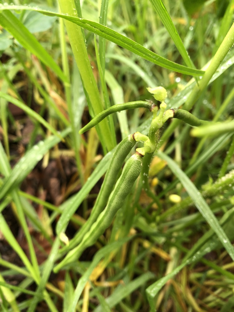 綠豆(豆科豇豆屬的一種植物)