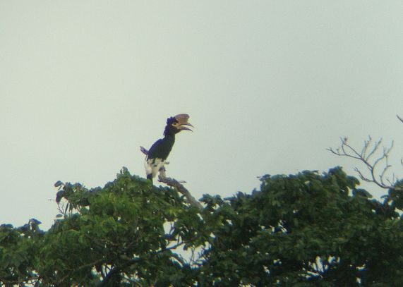 褐頰噪犀鳥