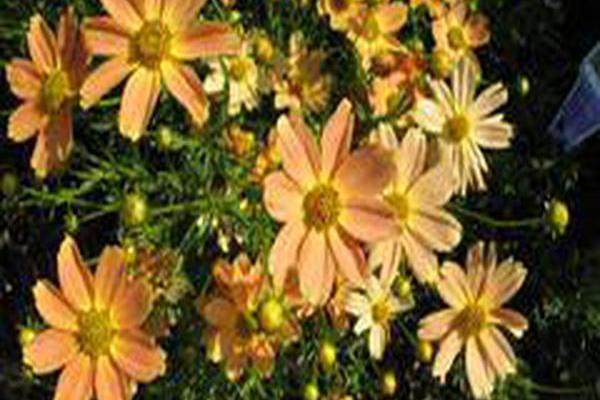 Coreopsis \x27Sienna Sunset\x27