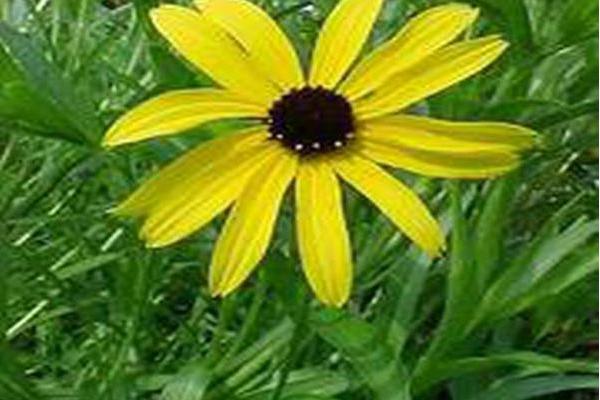 Rudbeckia missouriensis