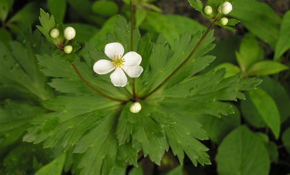 山東銀蓮花(山東銀蓮花（變種）)