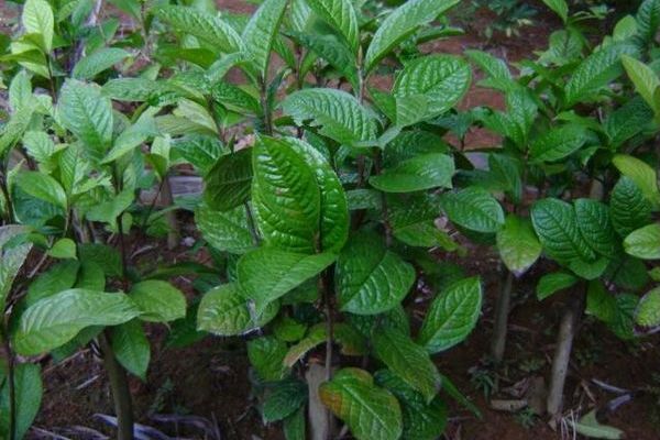 顯脈金花茶無性系3號