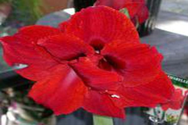 Hippeastrum (group)