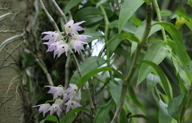 鉤狀石斛五指山11號