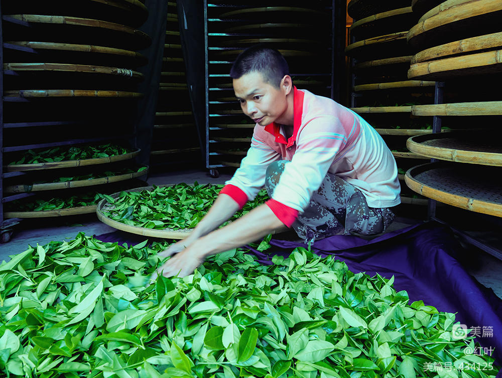 烏龍茶製作技藝（漳平水仙茶製作技藝）