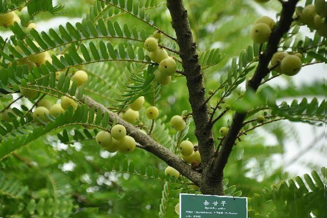 余甘子牟定無性系27號