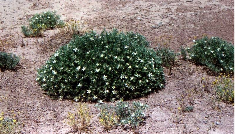 植物-駱駝蓬(圖3)