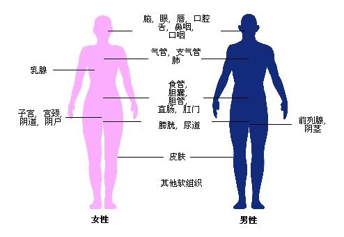 可使用近距離放療治療癌症的身體部位