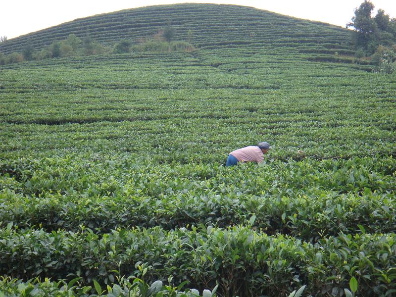 大幹樹自然村-茶葉種植業