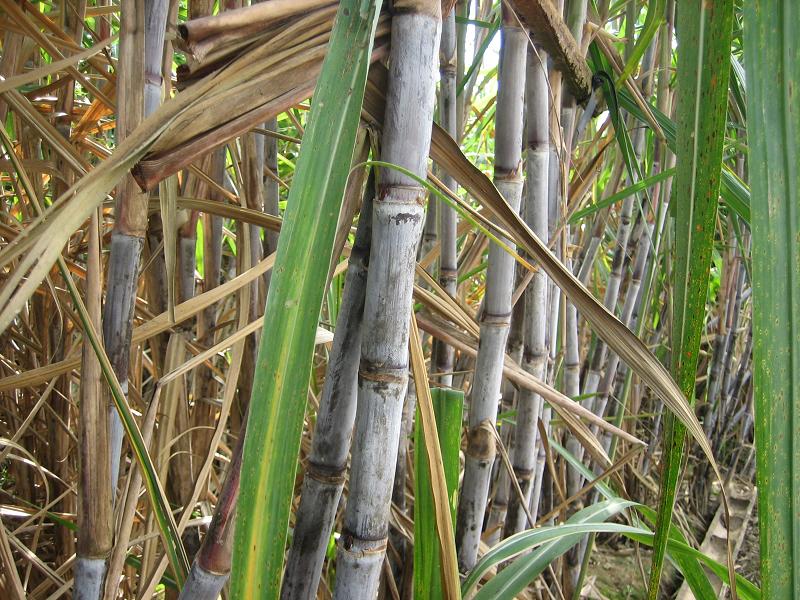 桿子壩自然村甘蔗種植業