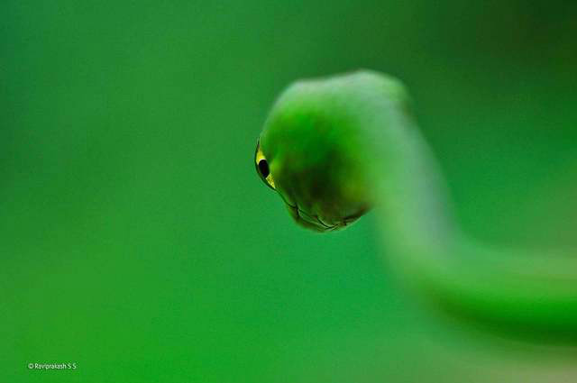 國際野生生物攝影年賽