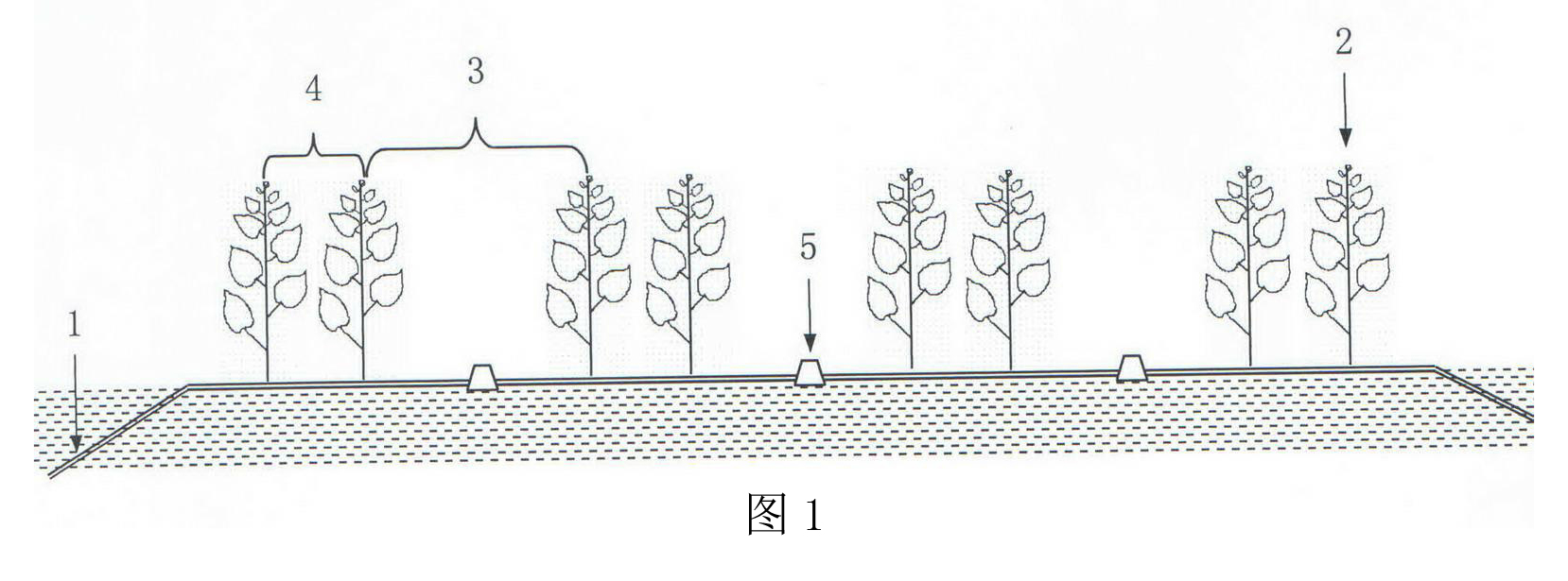 新疆棉花精量播種棉田保苗方法