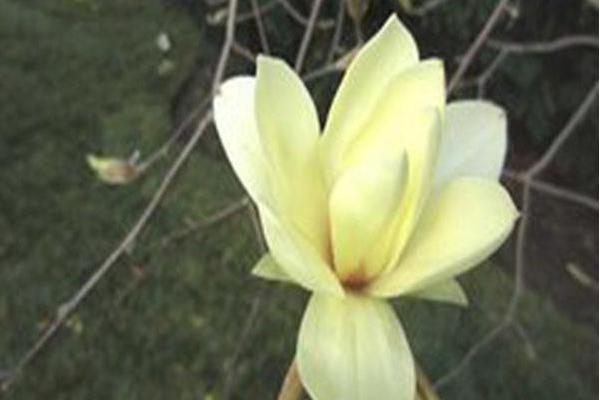 Magnolia \x27Gold Star\x27