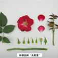 天權星(薔薇屬月季栽培品種)