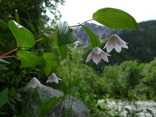 扭柄花