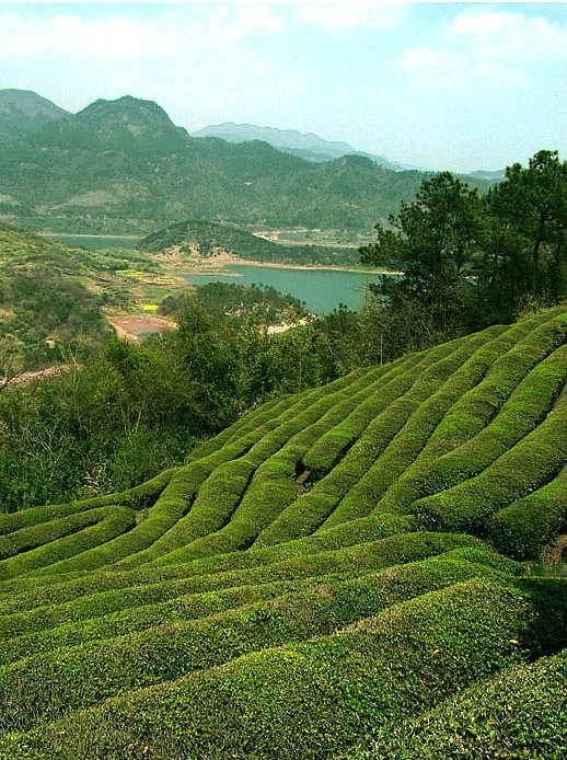 胡坪設計的新式條栽密植茶園