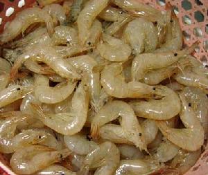義城鎮水產品白蝦米