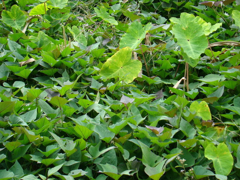 楊家半自然村薯類種植業