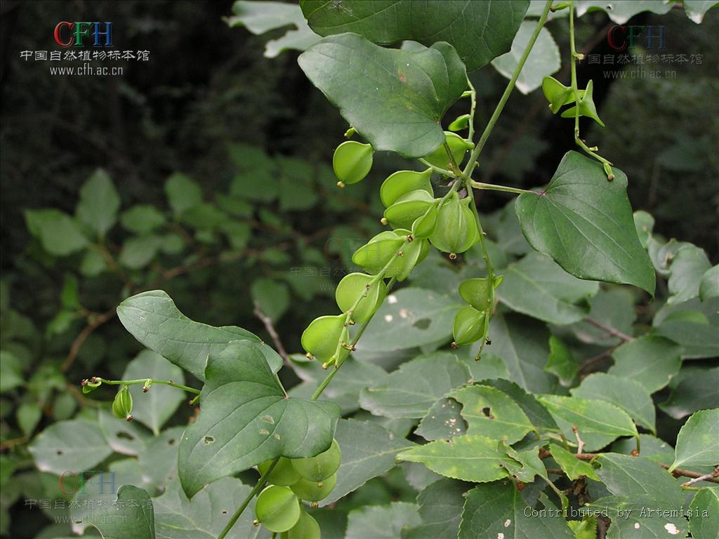 零餘子植物形態-薯蕷