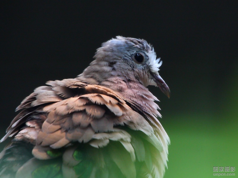 地鳩