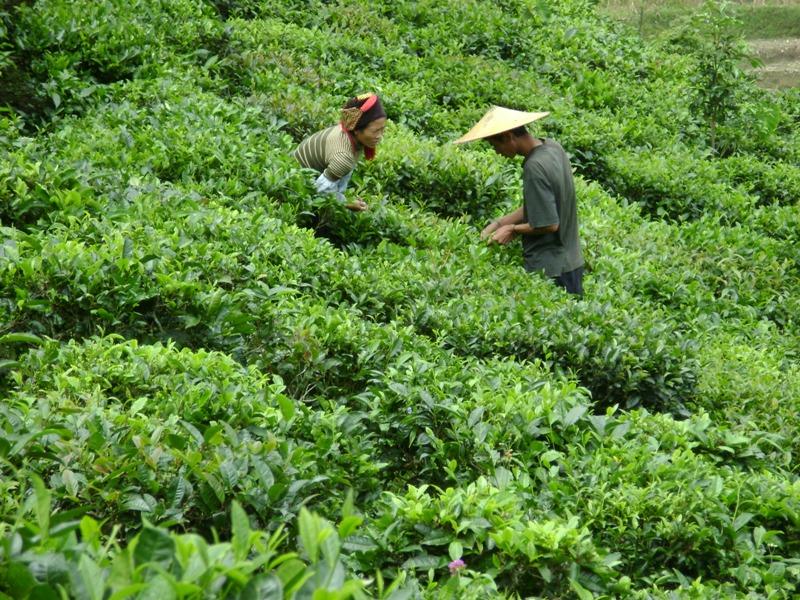 村中茶園