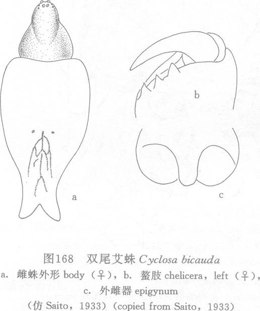 雙尾艾蛛