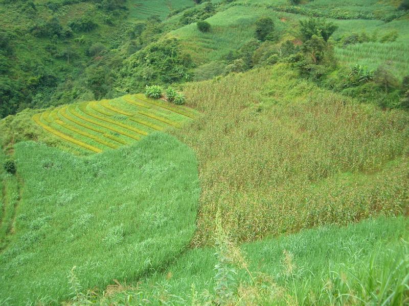 梅子樹自然村