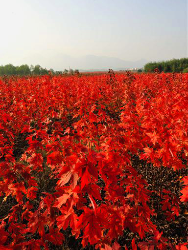 美國改良紅楓夕陽紅楓