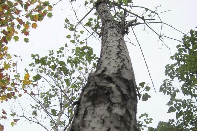 楸樹周口無性系28號