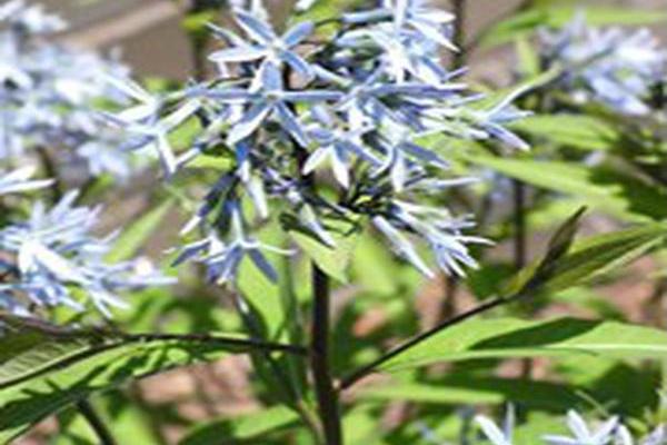 Amsonia tabernaemontana \x27Storm Cloud\x27