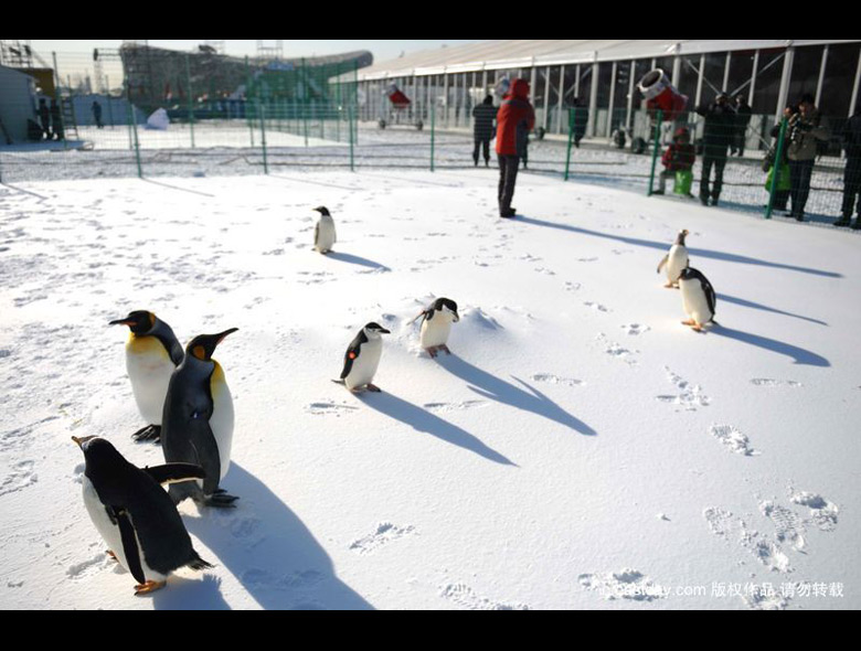 奧林匹克公園冰雪嘉年華