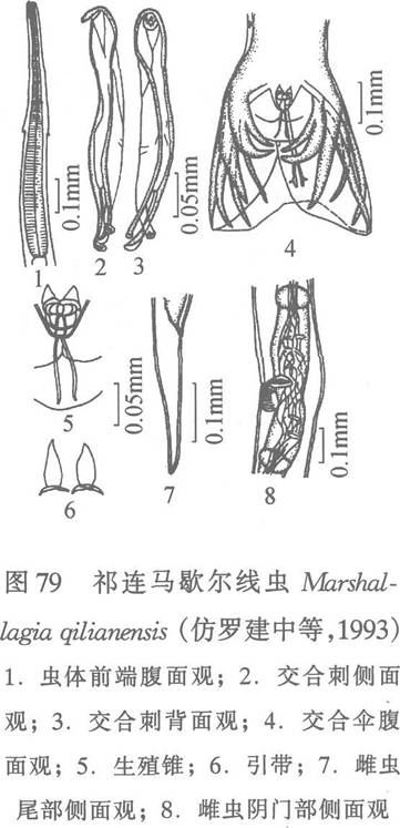 祁連馬歇爾線蟲