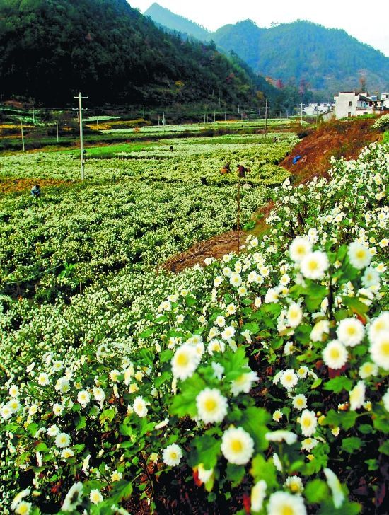 圖2 休寧縣黃山貢菊基地