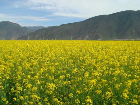 西藏油菜花