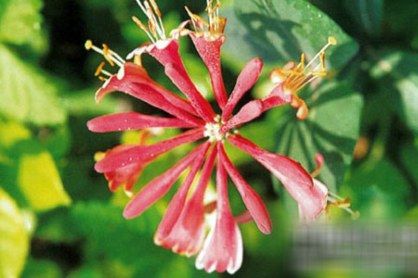 淨花菰腺忍冬(淨花菰腺忍冬（亞種）)