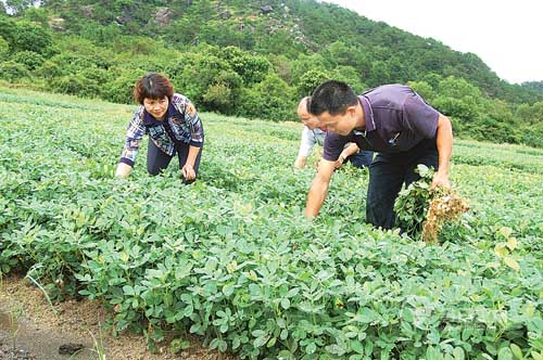 種植花生