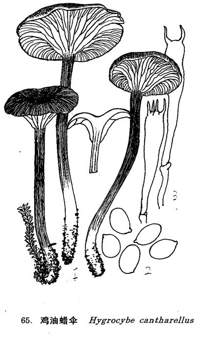 圖片注釋：1. 子實體， 2. 孢子, 3. 擔子