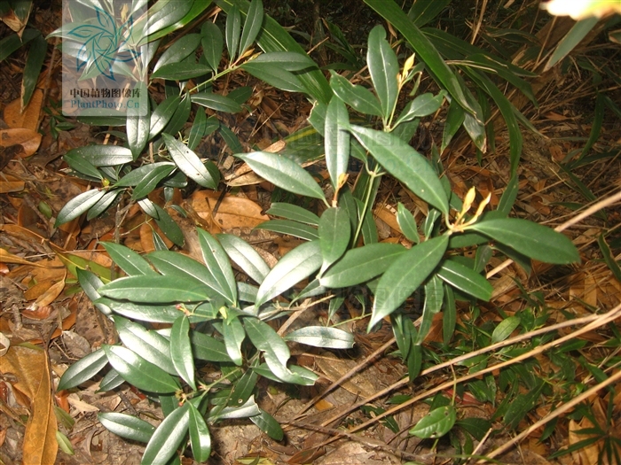 圖片來自中國植物圖像庫