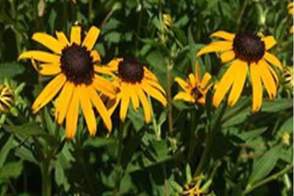 Rudbeckia fulgida \x27Early Bird Gold\x27